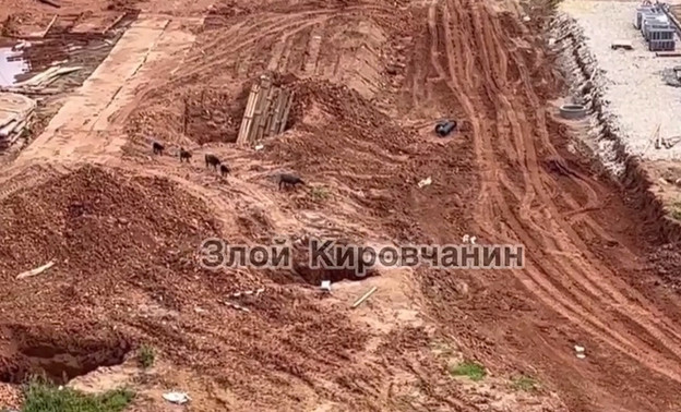 На стройке в Кирове заметили прогуливающихся баранов
