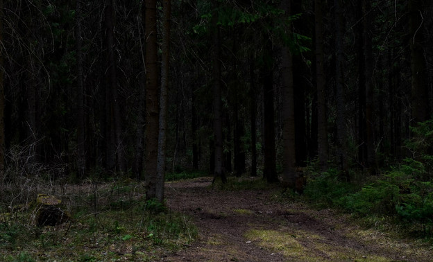 Полиция нашла в лесу Слободского района потерявшегося грибника