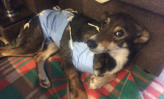 В Кирове ещё одна собака пострадала от рук догхантеров