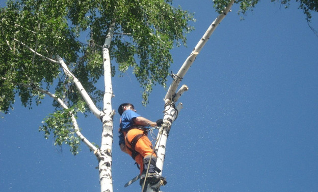 Стоимость сноса одного дерева в Кирове может достигать 50 тысяч рублей