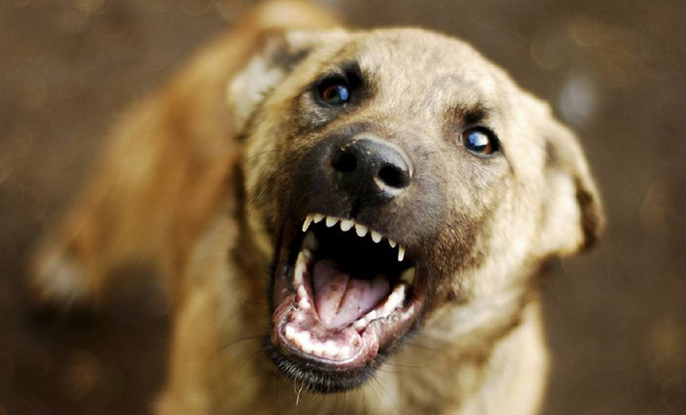 Власти Верхнекамского района выплатили ребёнку компенсацию за укус собаки