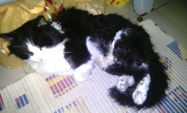 В Котельниче неизвестный живодёр на улице избил кота