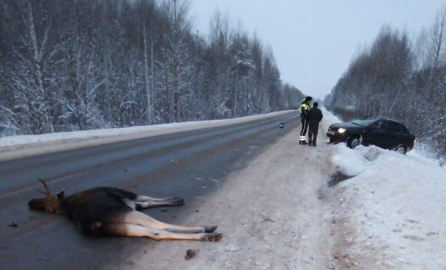 Легковушка насмерть сбила лося в Оричевском районе