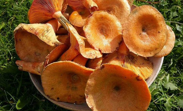 Рыжики в июне: кировские грибники поделились редким явлением