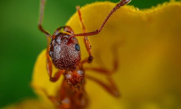 Садовод назвал приправу, которая поможет избавиться от муравьёв в саду