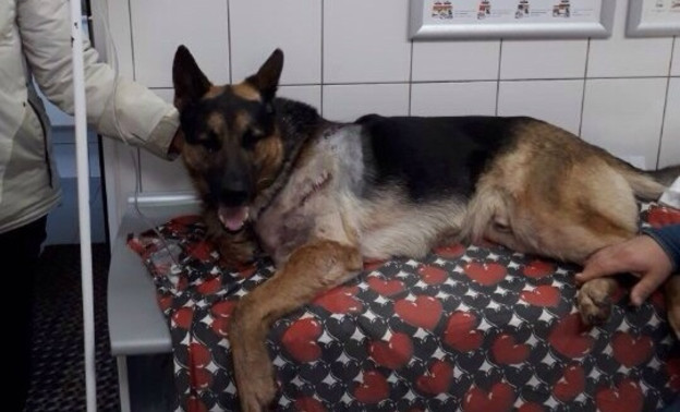 В Кирове прооперировали пса, в которого стреляли из дробовика в упор