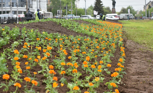 К Дню города в Кирове посадят 150 тысяч цветов