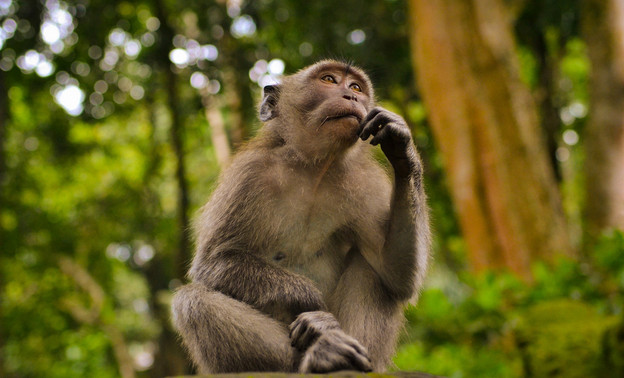 Что такое обезьянья оспа и как она передаётся человеку?