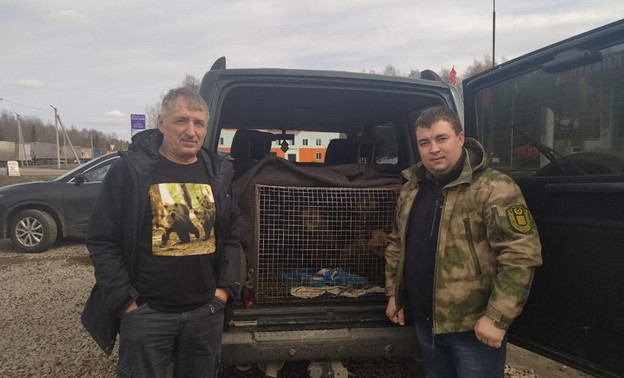 Трёх спасённых в Оричевском районе медвежат отправили на реабилитацию в Тверскую область