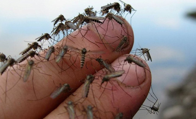 Будет ли в Кирове нашествие комаров?