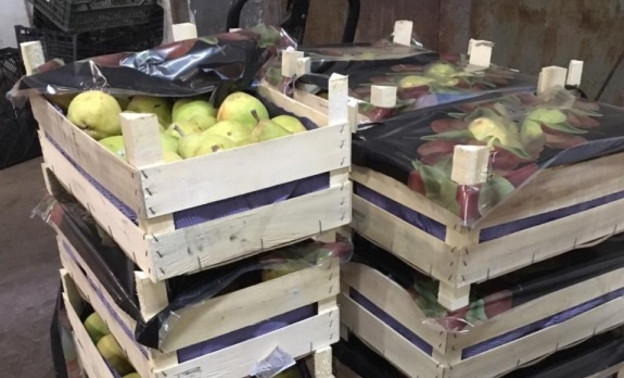 В Кирове раздавили больше тонны санкционных груш, яблок и помидоров из Литвы