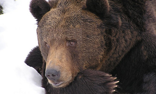 Рядом с посёлком в Кировской области заметили медведя