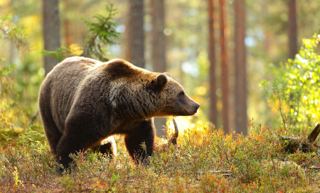 В Афанасьевском районе зарегистрировали случай трихинеллёза у медведя