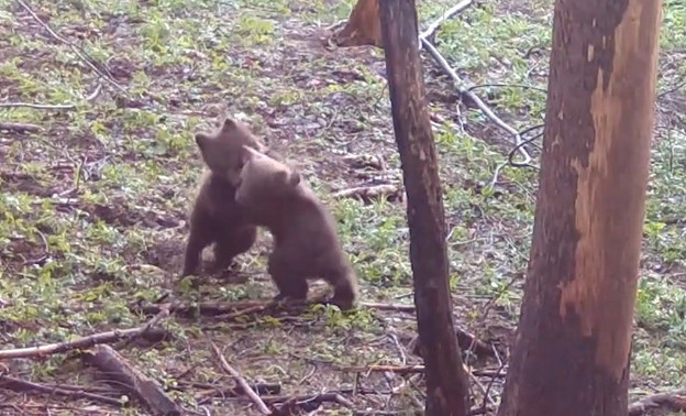 Игра двух медвежат, спасённых в Кировской области. Видео