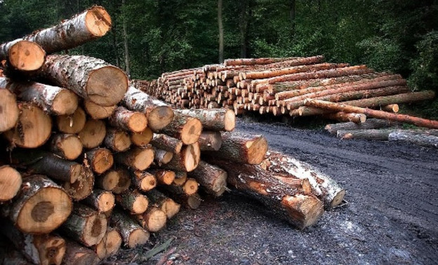 В Афанасьевском районе предприниматель незаконно вырубил лес почти на миллион рублей