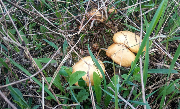 Уржумские грибники собрали первые в этом сезоне маслята