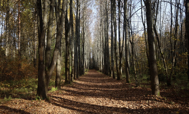 Команда движения «Экосистема» представила концепцию восстановления Дендропарка