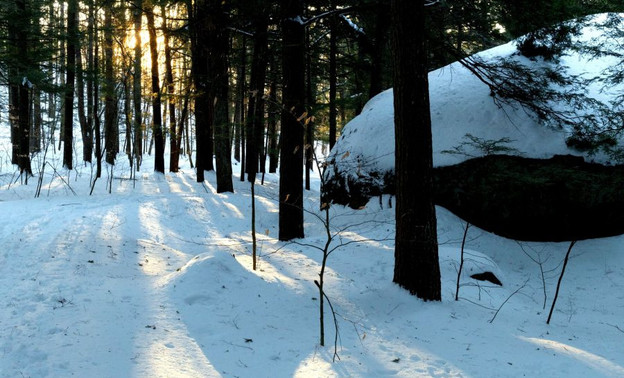 В лесу под Омутнинском нашли тело пропавшего в декабре мужчины
