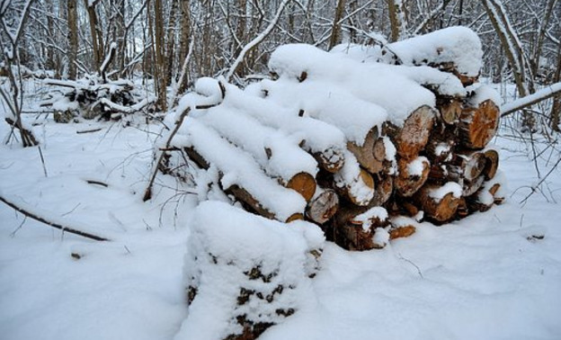 В Кирове возбудили уголовное дело из-за незаконной вырубки леса на «Тропе здоровья»