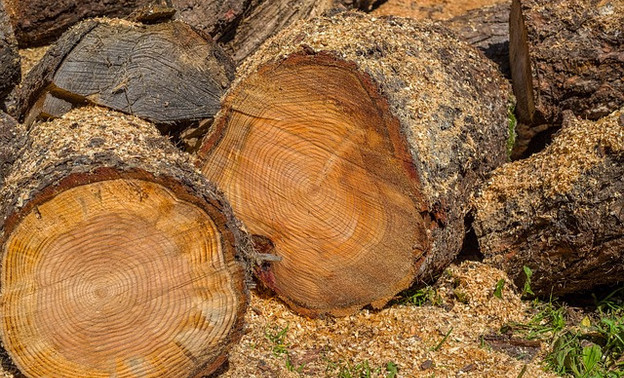 В Кировской области незаконно вырубили лес на 3,5 миллиона рублей