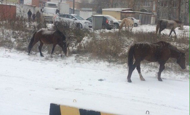 В окна квартир жителей Кирово-Чепецка заглядывают лошади (ВИДЕО)