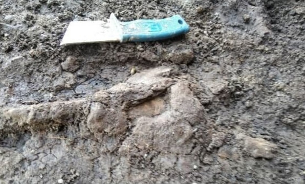 В Кировской области нашли новые останки динозавра