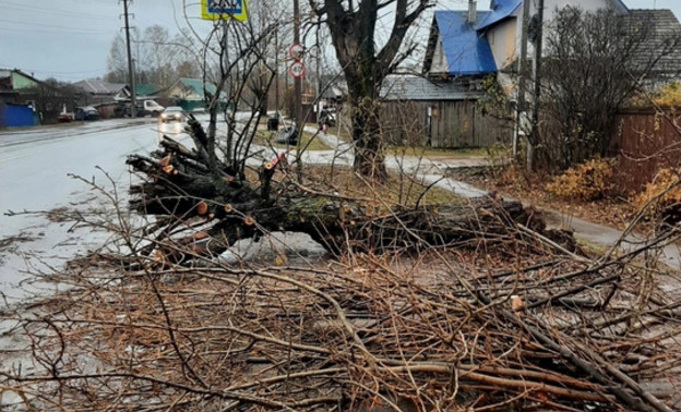 За сутки ветер повалил в Кирове более 30 деревьев