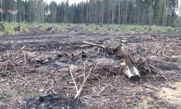 В Лебяжском районе с лесоарендатора взыскали 3,5 млн рублей за переруб деревьев