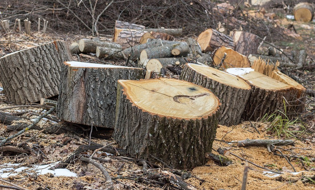 Из Кировской области незаконно вывозят тысячи кубометров леса
