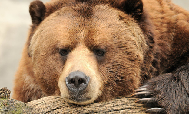 В Кировской области медведь напал на 52-летнего мужчину