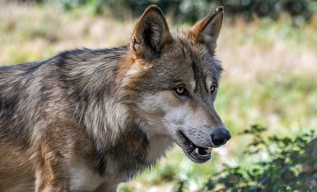 С начала года в Кировской области убили 191 волка