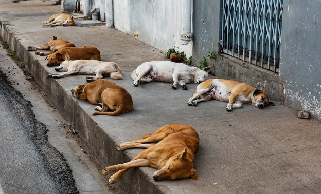 Российские регионы смогут усыплять опасных бездомных собак