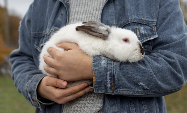 В пгт Богородское ветеринары помогли кролику, который не мог есть