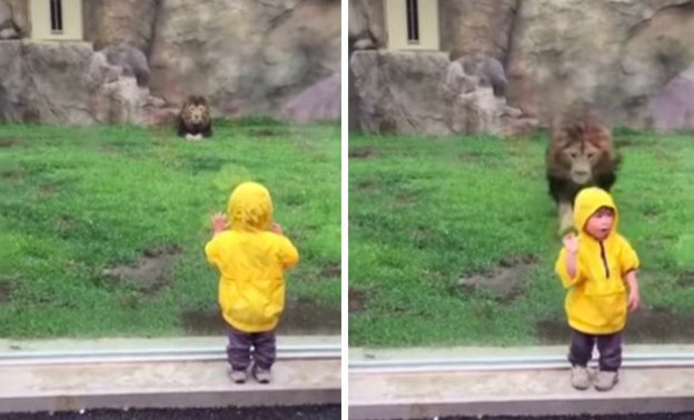 В Японии лев попытался напасть на ребёнка