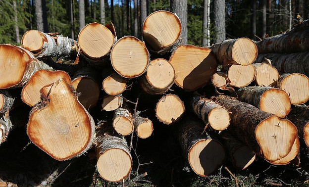 Подростку из Нолинского района дали полгода лишения свободы условно за незаконный спил деревьев