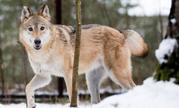 В Кировской области с начала года добыли 254 волка
