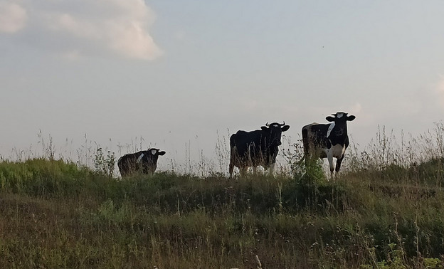 В Кировской области колхоз продал четыре тонны испорченного коровьего молока