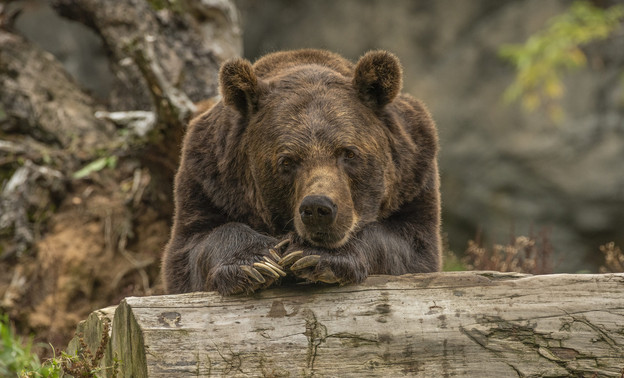 В Кировской области готовятся к сезону охоты на медведя