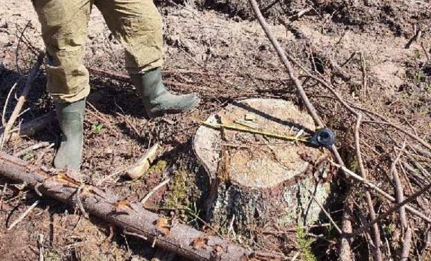 В Богородском районе незаконно вырубили лес на 1,2 млн рублей