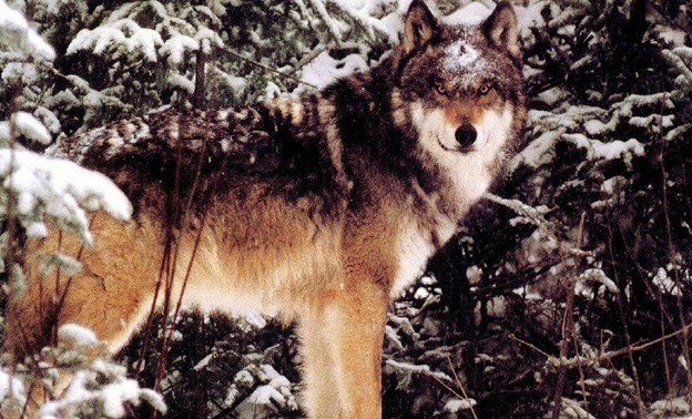 Охотники под Вишкилем добыли волка весом почти 70 кг