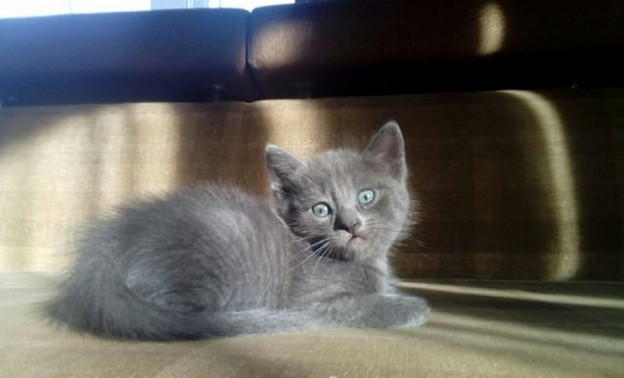 В Кирове продают котёнка за 4,5 миллиона рублей