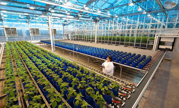 В Кировской области открыли фейковый завод по производству ГМО