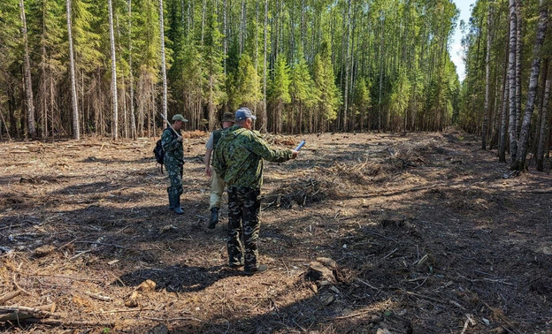 В Кирово-Чепецком районе с лесоарендатора взыскали более 540 тысяч рублей за незаконный переруб деревьев