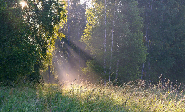 Жителя Кирово-Чепецкого района оштрафовали за выращивание на земельном участке деревьев