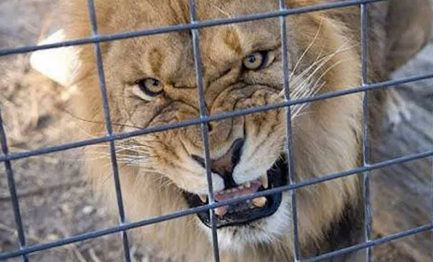 В крымском сафари-парке на кировчанку напал лев