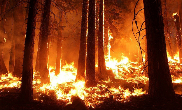 С начала года в Кировской области произошло 10 лесных пожаров