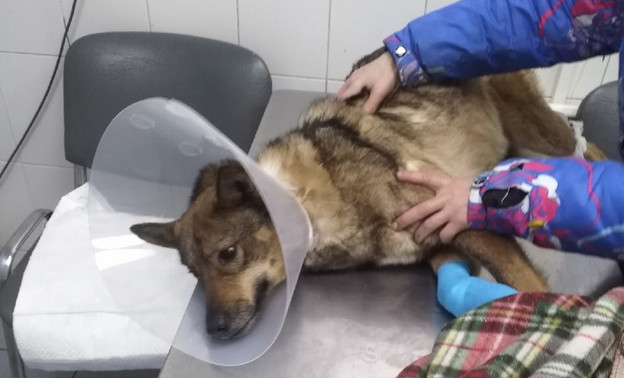 В Кирове спасли ещё одну собаку, попавшую в капкан
