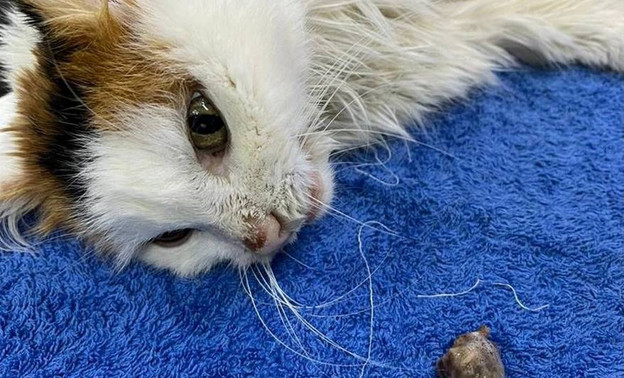Кировские ветеринары спасли жизнь 15-летней кошки