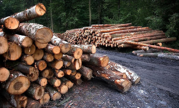 В Кировской области незаконно срубили лес на 800 тысяч рублей