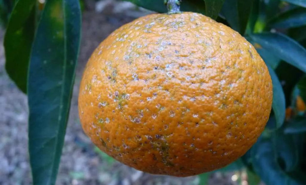 В продажу в Кировской области поступили заражённые апельсины и мандарины